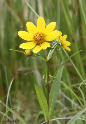 Nodding Bur Marigold Bidens cernua