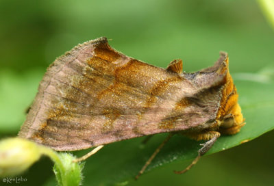 Unspotted Looper Moth Allagrapha aerea #8898