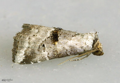 Yellow-spotted Graylet Moth Hyperstrotia flaviguttata #9039