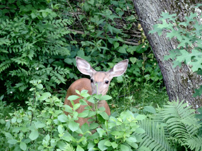 deer
