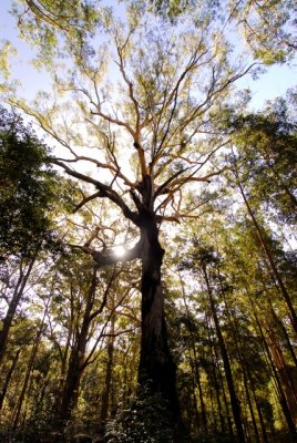 eucalyptus intermedia