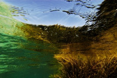 sea garden