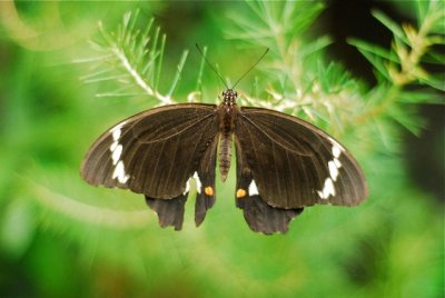 butterfly