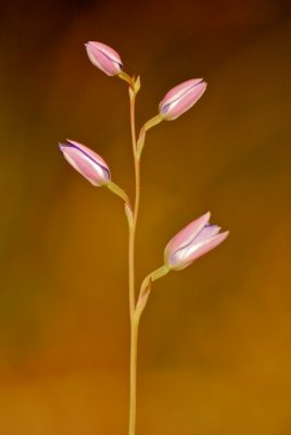 orchid