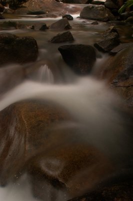 rainforest creek