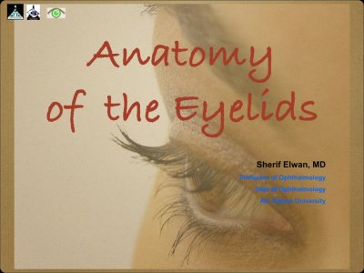 Anatomy of the Eyelids