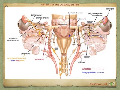 Anatomy of the Lacrimal System