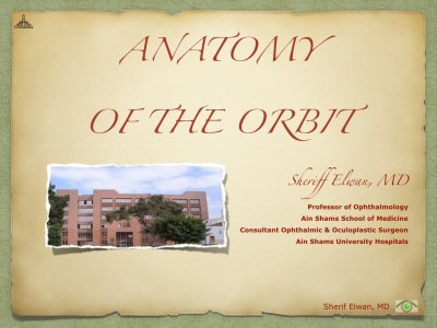 Anatomy of the Orbit