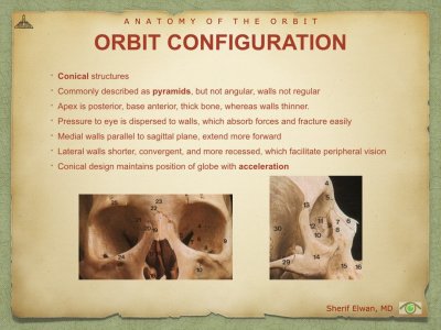 Anatomy of Orbit.004.jpeg