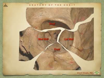 Anatomy of Orbit.006.jpeg
