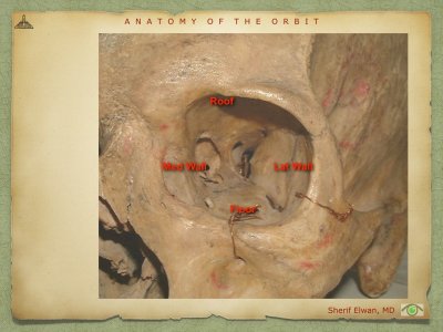 Anatomy of Orbit.007.jpeg