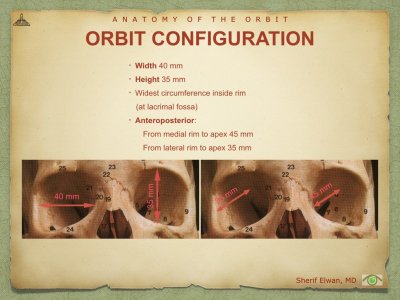 Anatomy of Orbit.008.jpeg