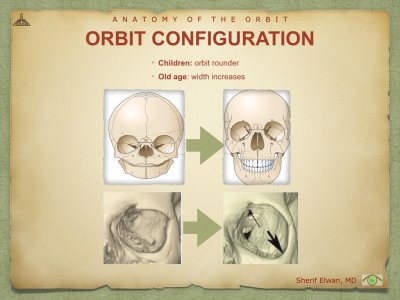 Anatomy of Orbit.009.jpeg