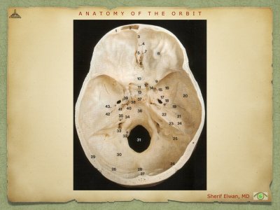 Anatomy of Orbit.025.jpeg