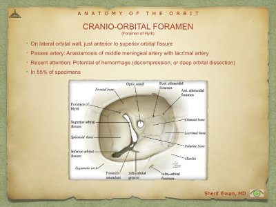 Anatomy of Orbit.032.jpeg