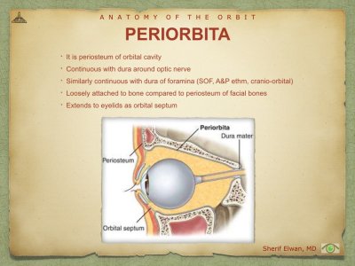 Anatomy of Orbit.034.jpeg