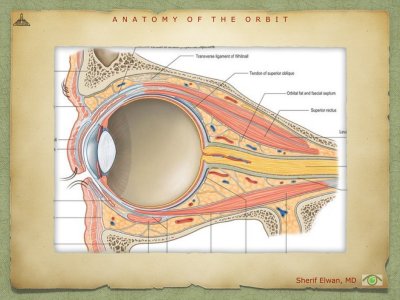 Anatomy of Orbit.039.jpeg