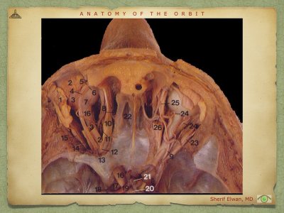 Anatomy of Orbit.042.jpeg
