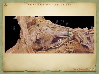 Anatomy of Orbit.044.jpeg