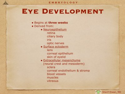 4.Ophth Embryology.002.jpeg