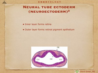 4.Ophth Embryology.005.jpeg
