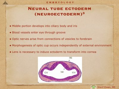 4.Ophth Embryology.006.jpeg