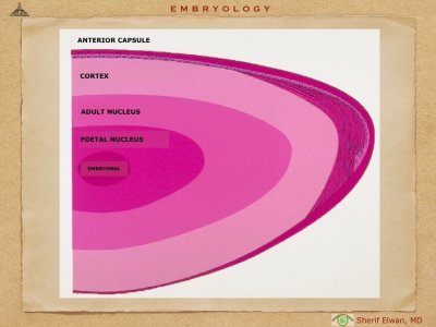 4.Ophth Embryology.011.jpeg