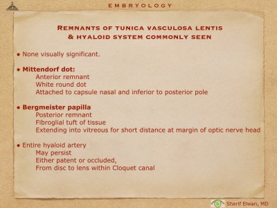 4.Ophth Embryology.013.jpeg