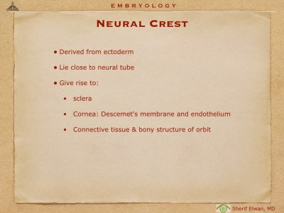 4.Ophth Embryology.016.jpeg