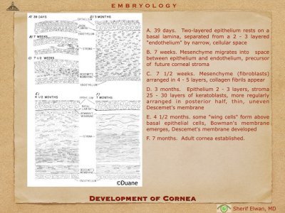 4.Ophth Embryology.018.jpeg