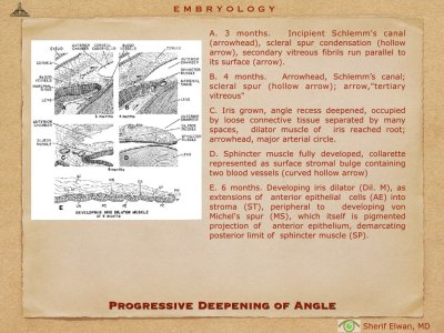 4.Ophth Embryology.019.jpeg