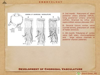 4.Ophth Embryology.023.jpeg