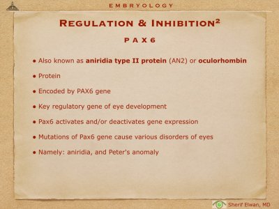 4.Ophth Embryology.029.jpeg