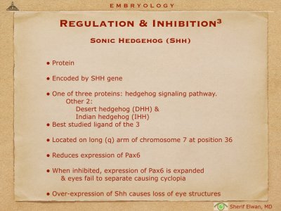 4.Ophth Embryology.030.jpeg
