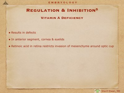 4.Ophth Embryology.032.jpeg