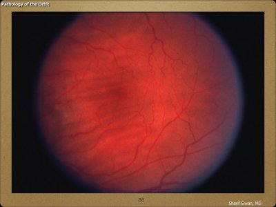 Pathology - Orbit.036.jpeg