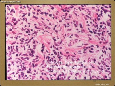 Pathology - Orbit.062.jpeg