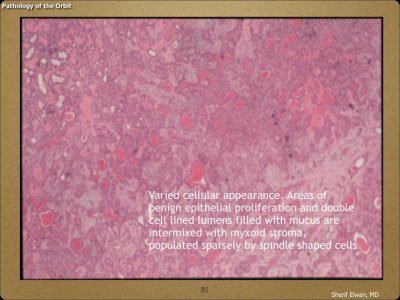 Pathology - Orbit.081.jpeg