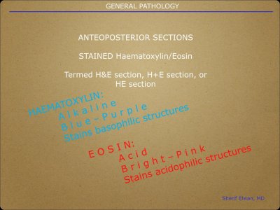 Pathology General.004.jpeg