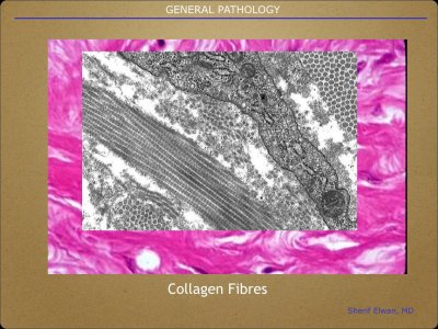 Pathology General.006.jpeg