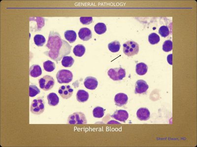 Pathology General.007.jpeg