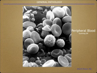 Pathology General.009.jpeg