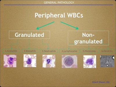 Pathology General.010.jpeg
