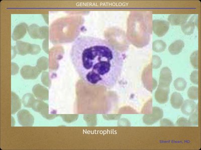Pathology General.013.jpeg