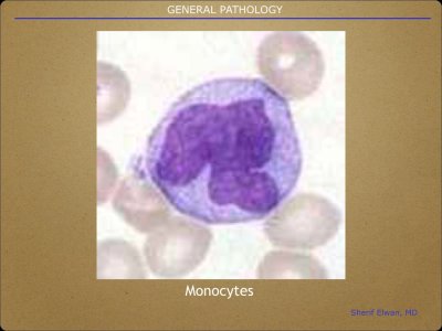 Pathology General.015.jpeg