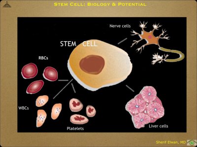 Pathology - Stem Cell.004.jpeg