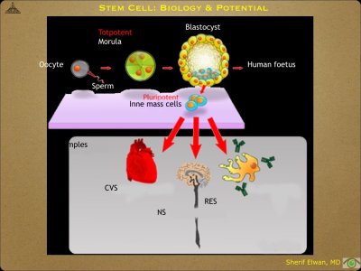 Pathology - Stem Cell.005.jpeg