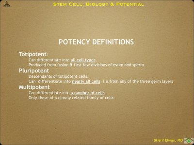 Pathology - Stem Cell.006.jpeg