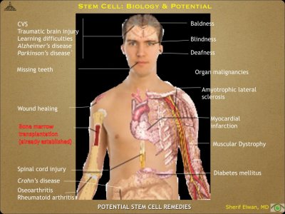 Pathology - Stem Cell.013.jpeg