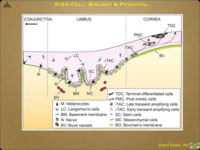 Pathology - Stem Cell.021.jpeg